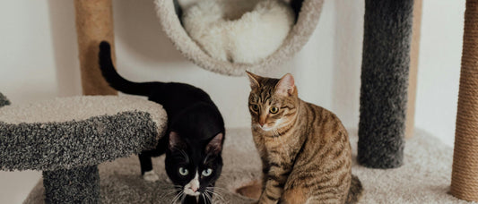 Chat sur arbre à chat multi-niveaux - Guide pour bien choisir son arbre à chat