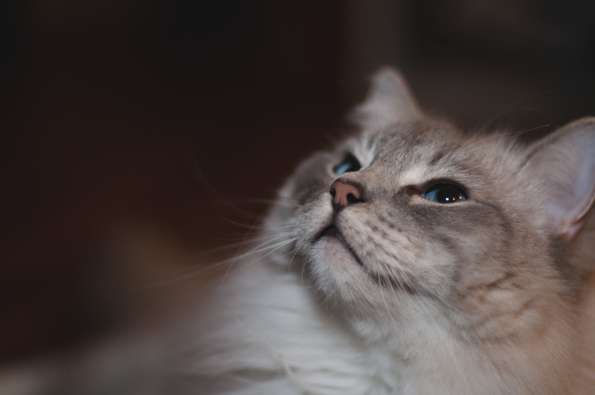 Offrez à votre chat son espace idéal