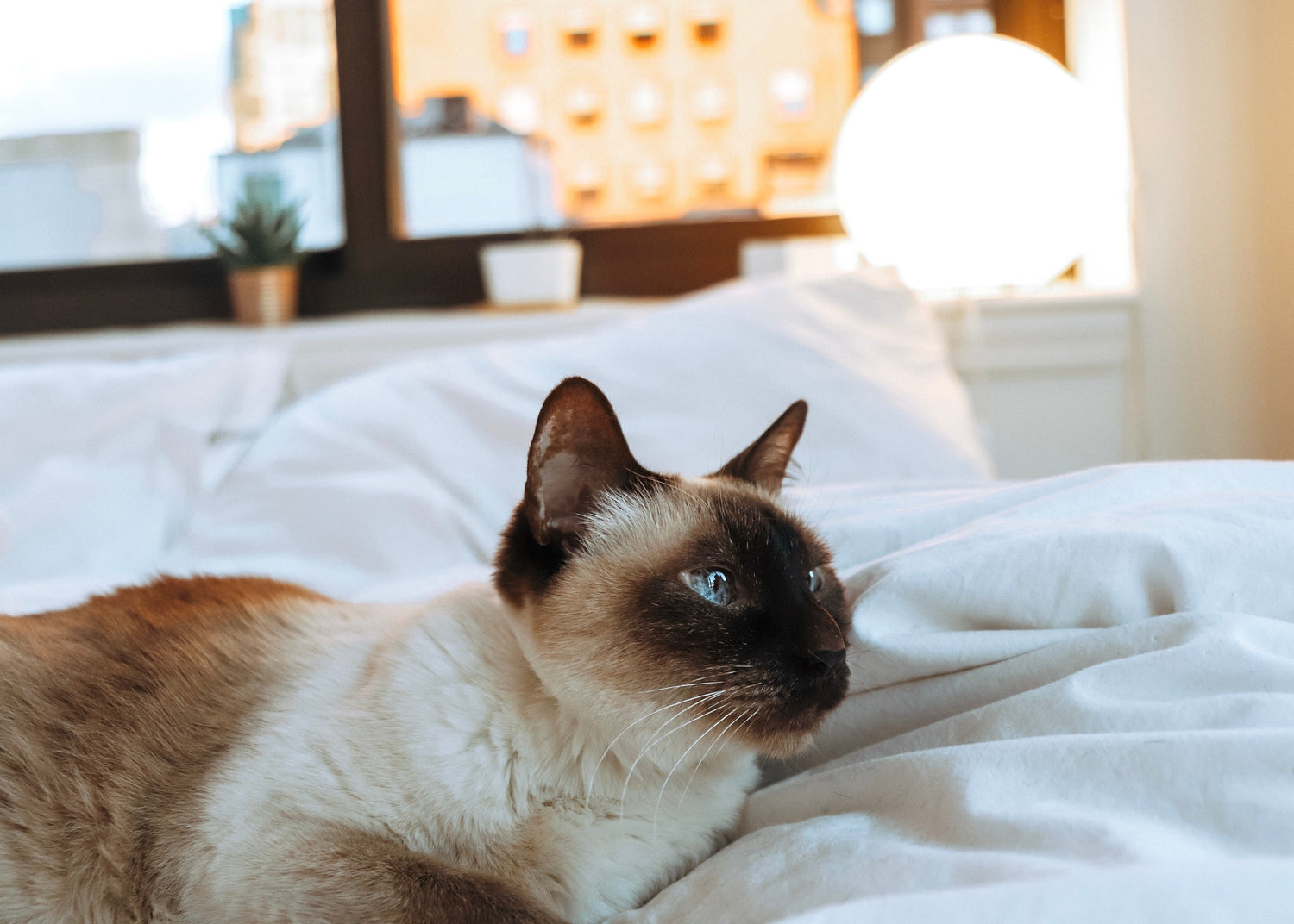 Chat siamois aux yeux bleus allongé sur une literie blanche froissée, avec une fenêtre lumineuse et une petite lampe ronde en arrière-plan.