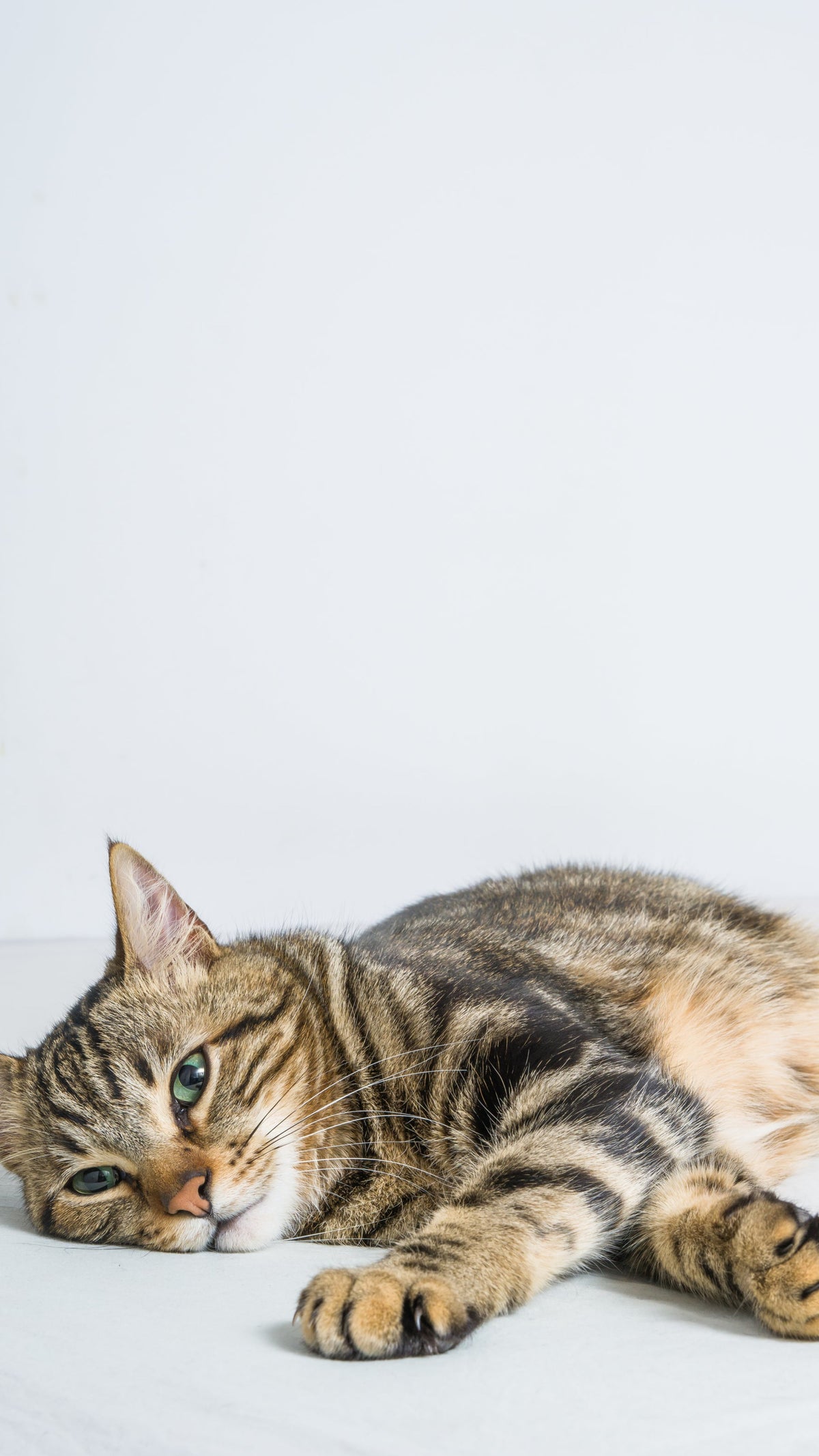 Enfin un arbre à chat que vous aimerez regarder.